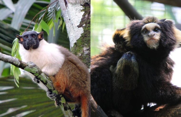 'Novo lar': zoo de Bauru recebe espécies de primatas em extinção; saiba mais sobre os recém-chegados