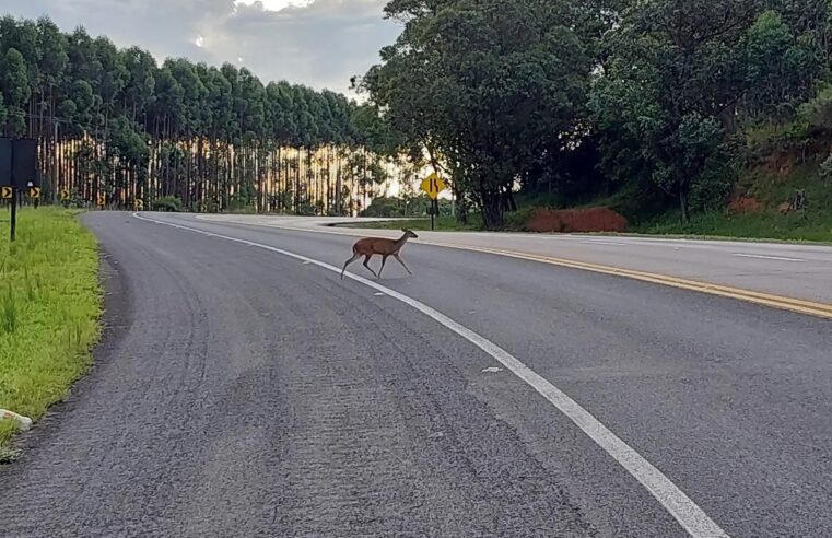 Ameaçado de extinção, veado-catingueiro é flagrado na rodovia Marechal Rondon em Botucatu | Bauru e Marília