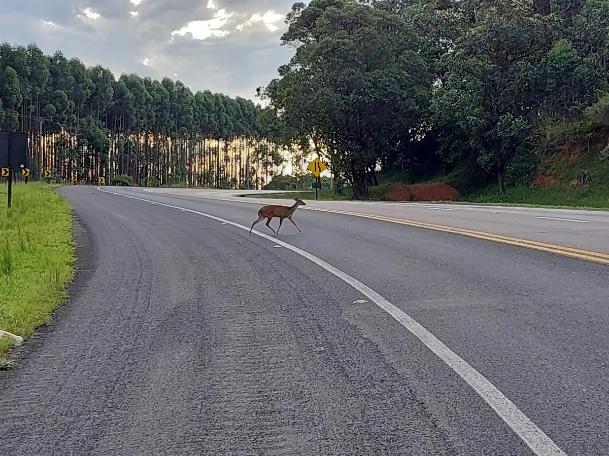 Ameaçado de extinção, veado-catingueiro é flagrado na rodovia Marechal Rondon em Botucatu | Bauru e Marília