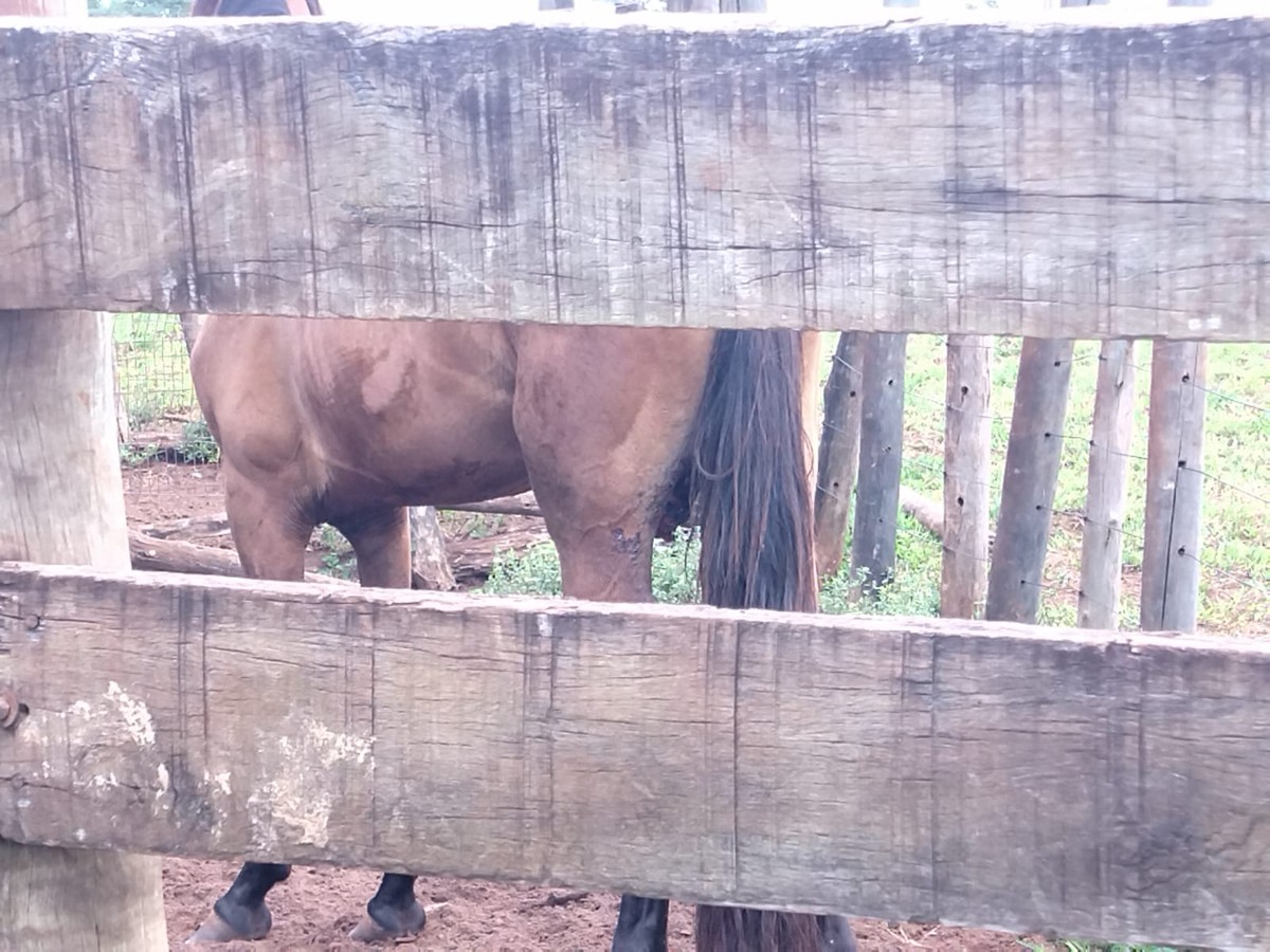 Cavalo é vítima de maus-tratos após castração inadequada e sem os cuidados apropriados em Teodoro Sampaio | Presidente Prudente e Região