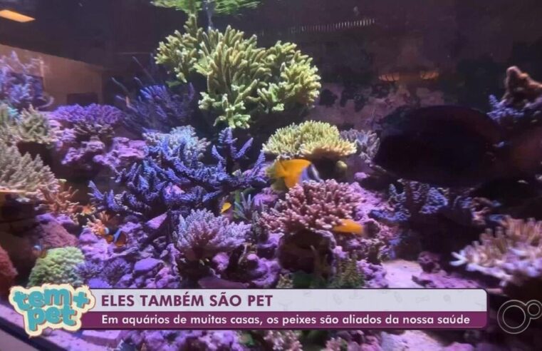 Coloridos e terapêuticos, peixes ganham espaço nas casas e são adotados como pets | Tem mais pet