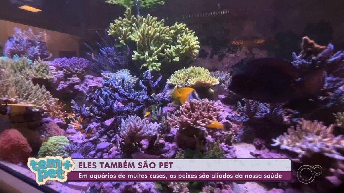 Coloridos e terapêuticos, peixes ganham espaço nas casas e são adotados como pets | Tem mais pet