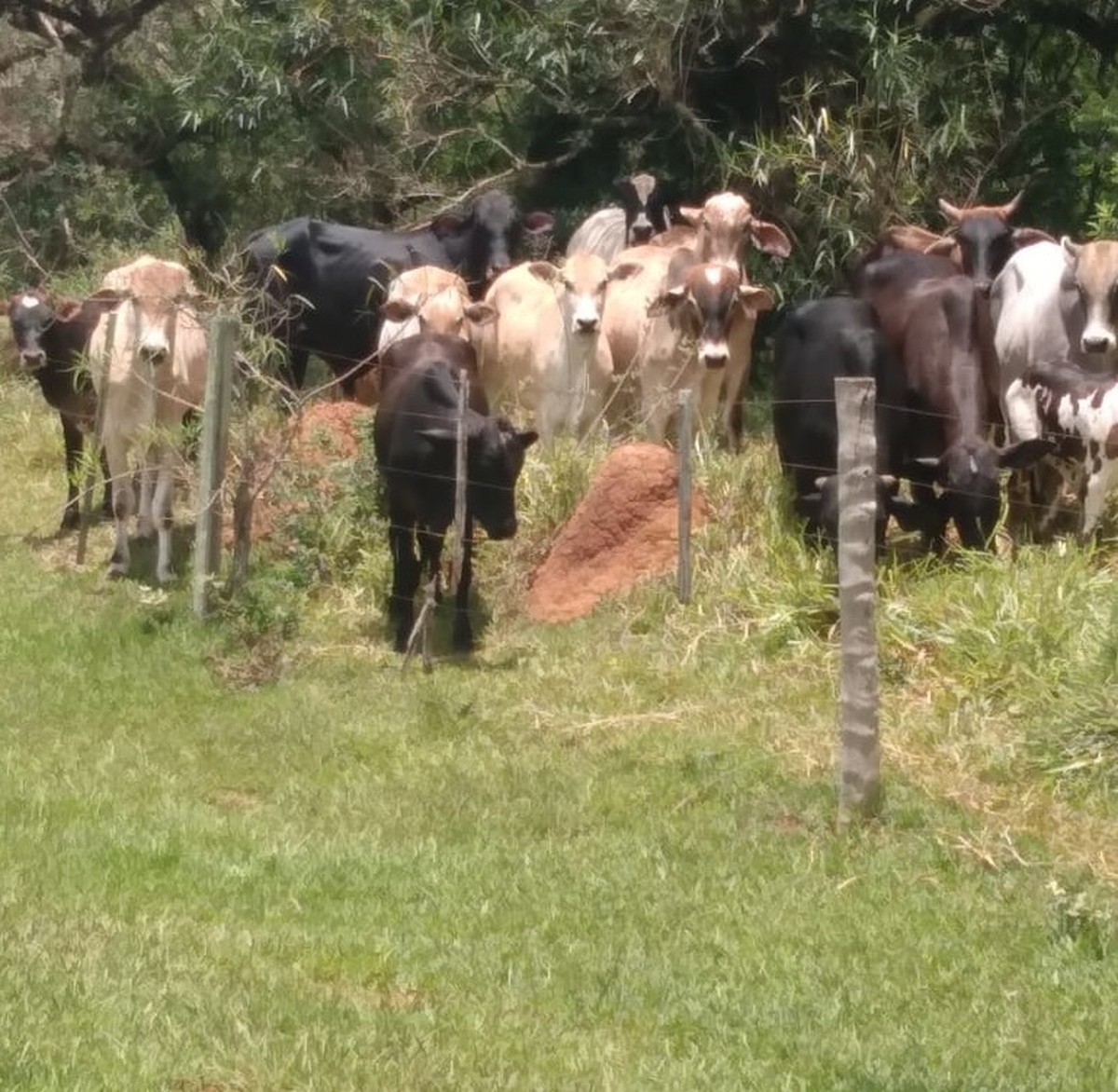 Dono de gados leva multa de mais de R$ 7 mil por pastoreio em Área de Preservação Permanente próxima a córrego, em Tarabai | Presidente Prudente e Região