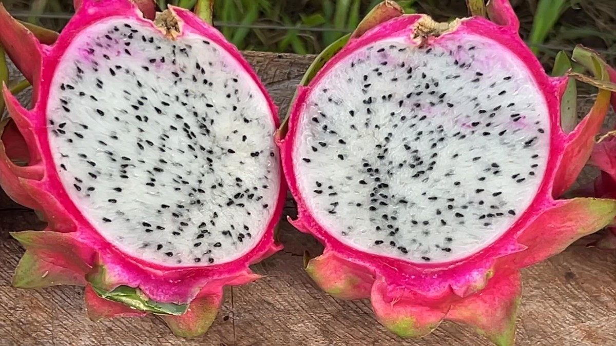 Exótica e saborosa, pitaya desperta cada vez mais interesse no plantio | Nosso Campo