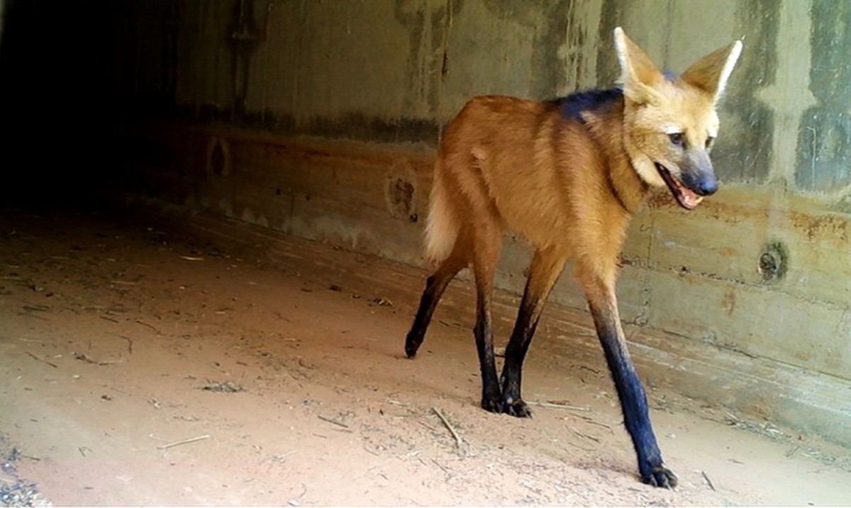 Monitoramento flagra 129 passagens de animais silvestres em pontos de travessia da Rodovia Assis Chateaubriand | Presidente Prudente e Região