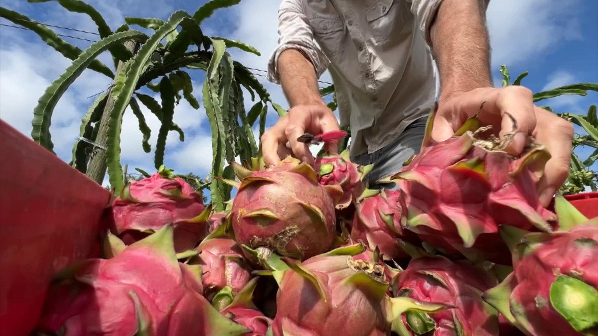 Pitaya é conhecida como fruta-do-dragão e está em época de colheita | Nosso Campo