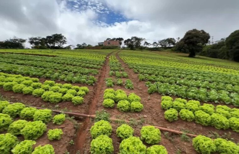 Produtores de hortaliças tentam minimizar prejuízos causados pelas chuvas | Nosso Campo