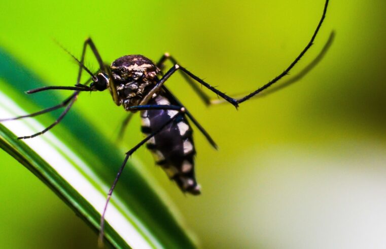 Saiba como funcionam os polos para pacientes com dengue no Rio