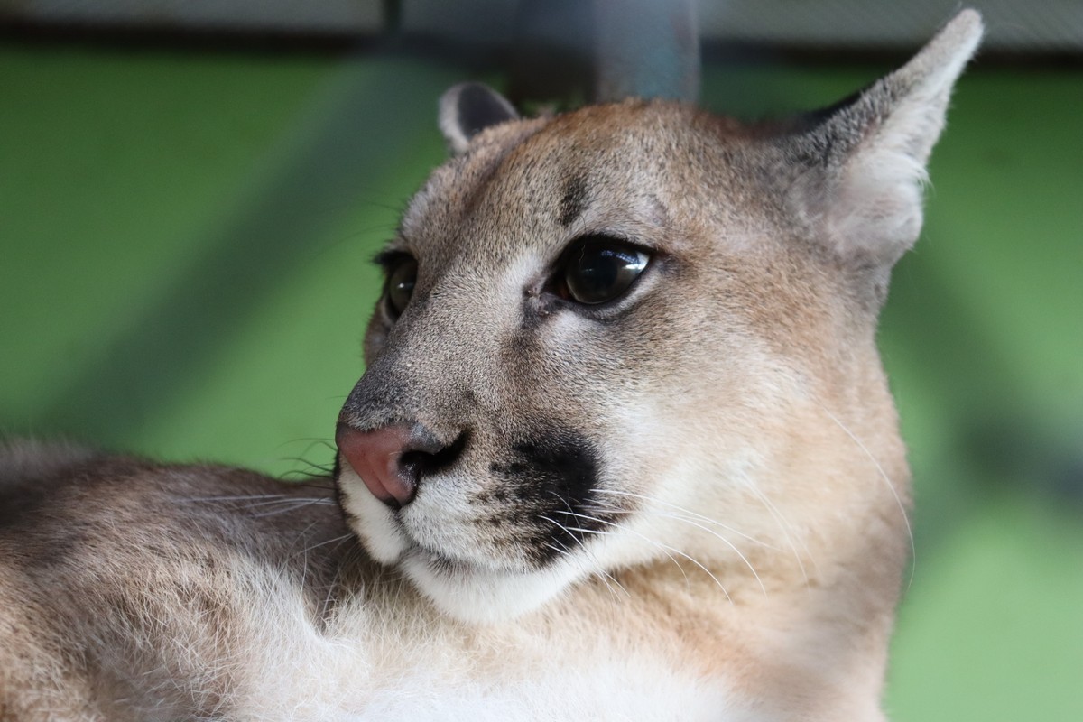 Secretaria de Turismo negocia transferência de animais do zoológico da Cidade da Criança, em Presidente Prudente | Presidente Prudente e Região