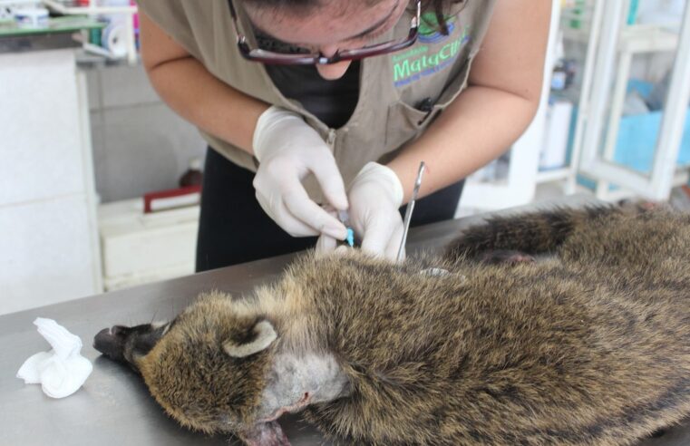 Veterinária fala sobre desafios da transfusão de sangue entre animais silvestres: ‘Caminhando para nos aprimorarmos’ | Tem mais pet