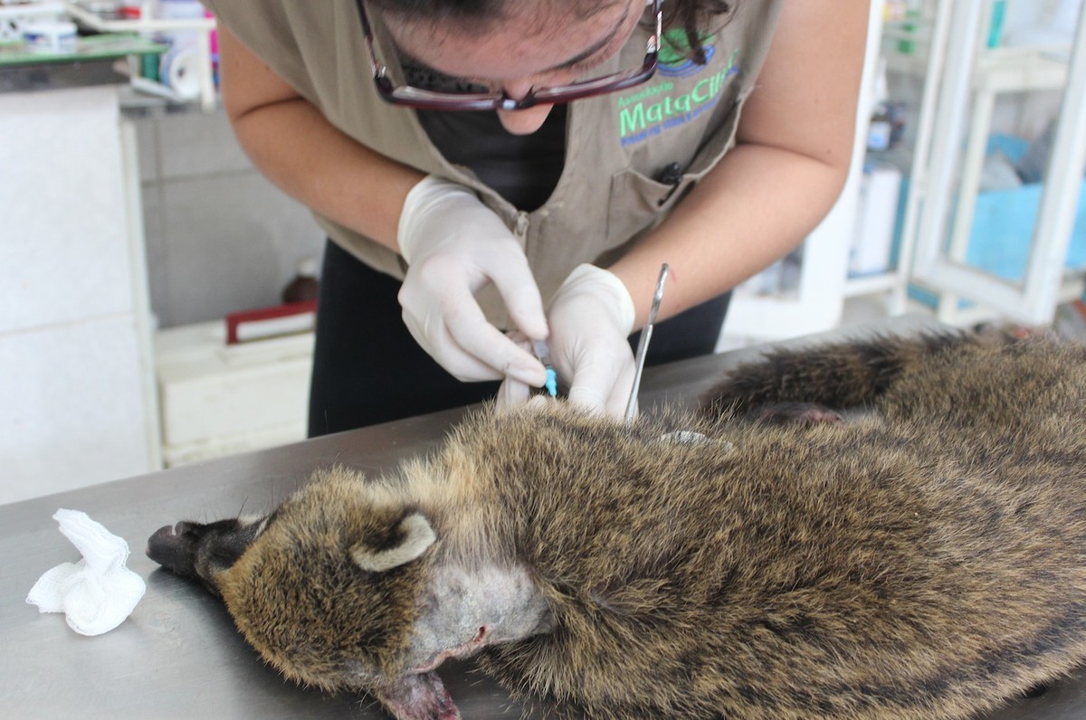 Veterinária fala sobre desafios da transfusão de sangue entre animais silvestres: ‘Caminhando para nos aprimorarmos’ | Tem mais pet