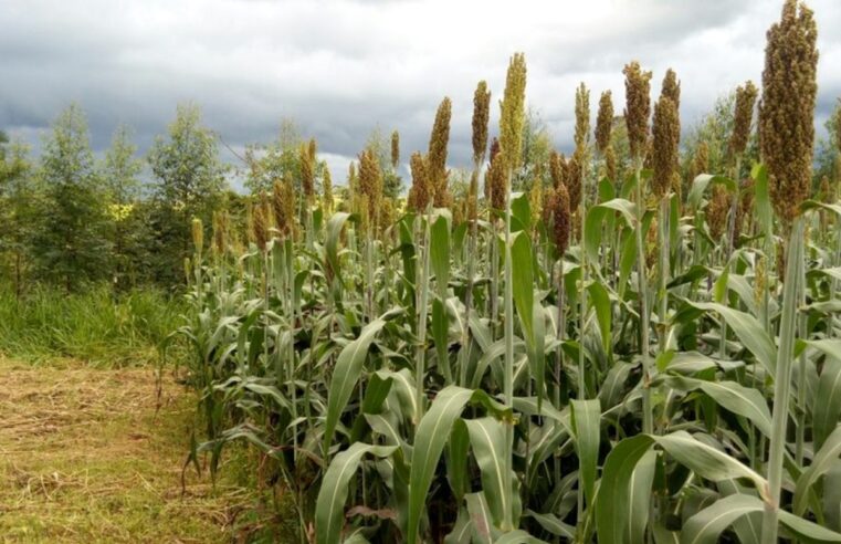 Pesquisadores de RO e MT estudam técnicas para potencializar produção de forragem e silagem