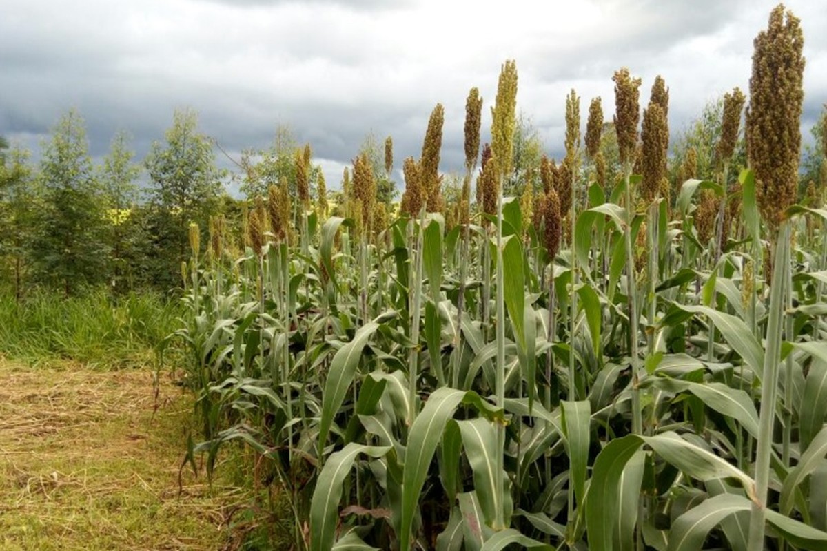 Pesquisadores de RO e MT estudam técnicas para potencializar produção de forragem e silagem