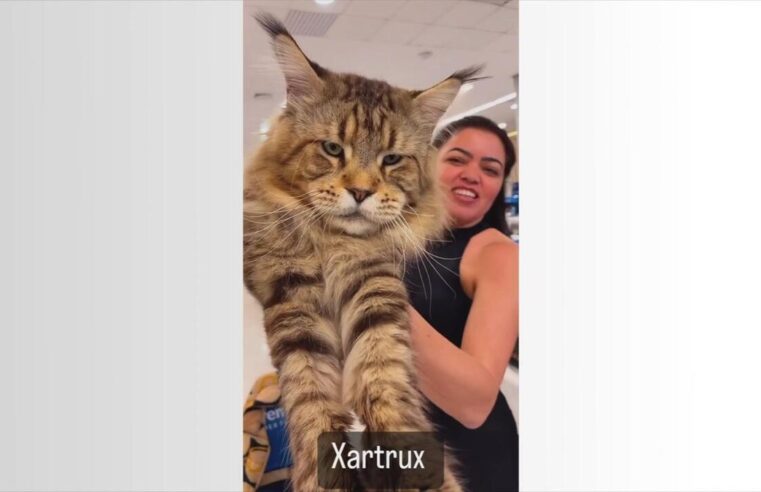 Com 1,30 m, gato brasileiro tenta entrar para o Guinness Book como o maior do mundo