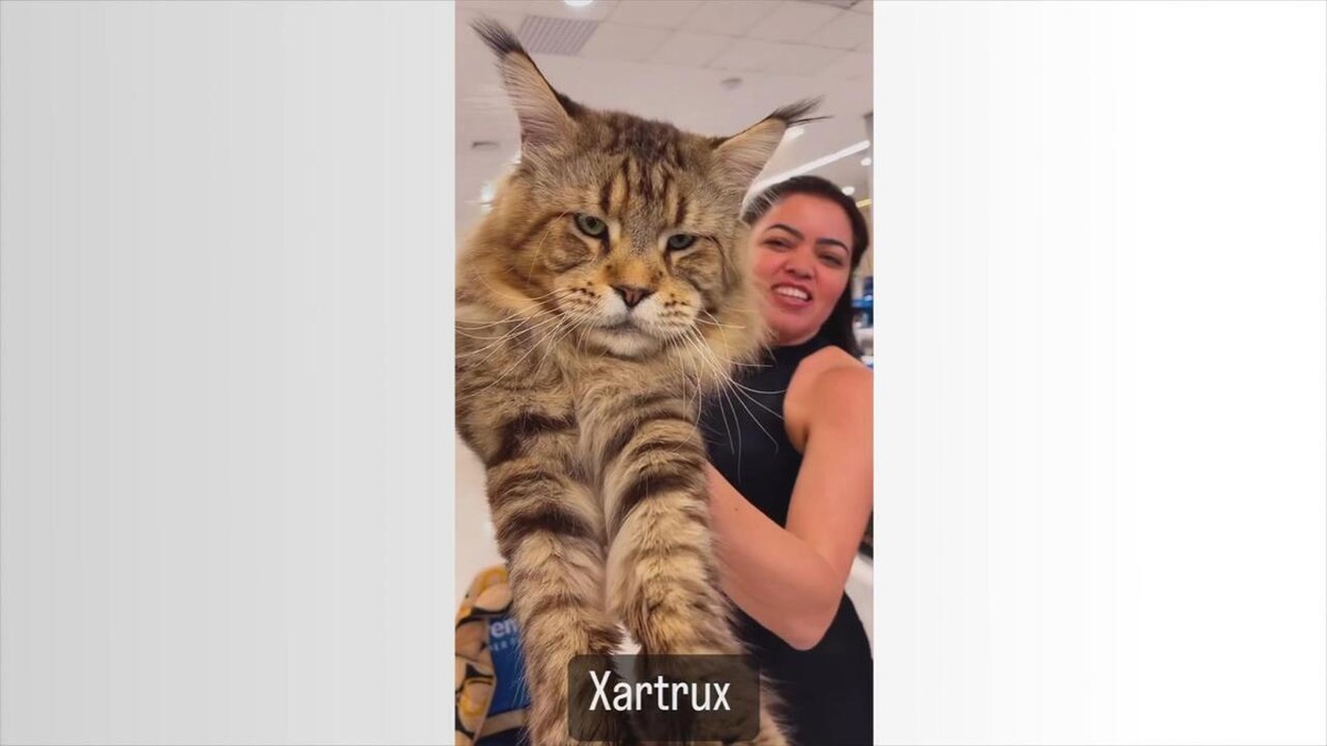 Com 1,30 m, gato brasileiro tenta entrar para o Guinness Book como o maior do mundo