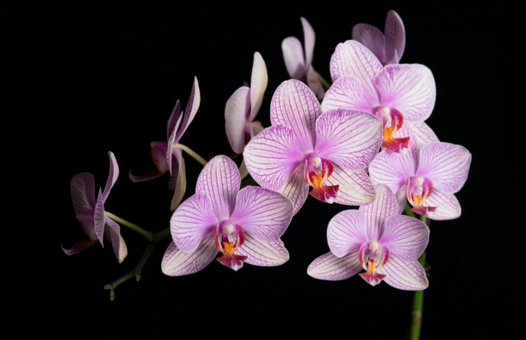 Cansado de ver suas orquídeas morrerem? Confira dicas de como cuidar dessa flor