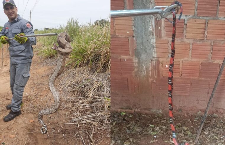 Bombeiros são chamados para capturar cobras em Tupã