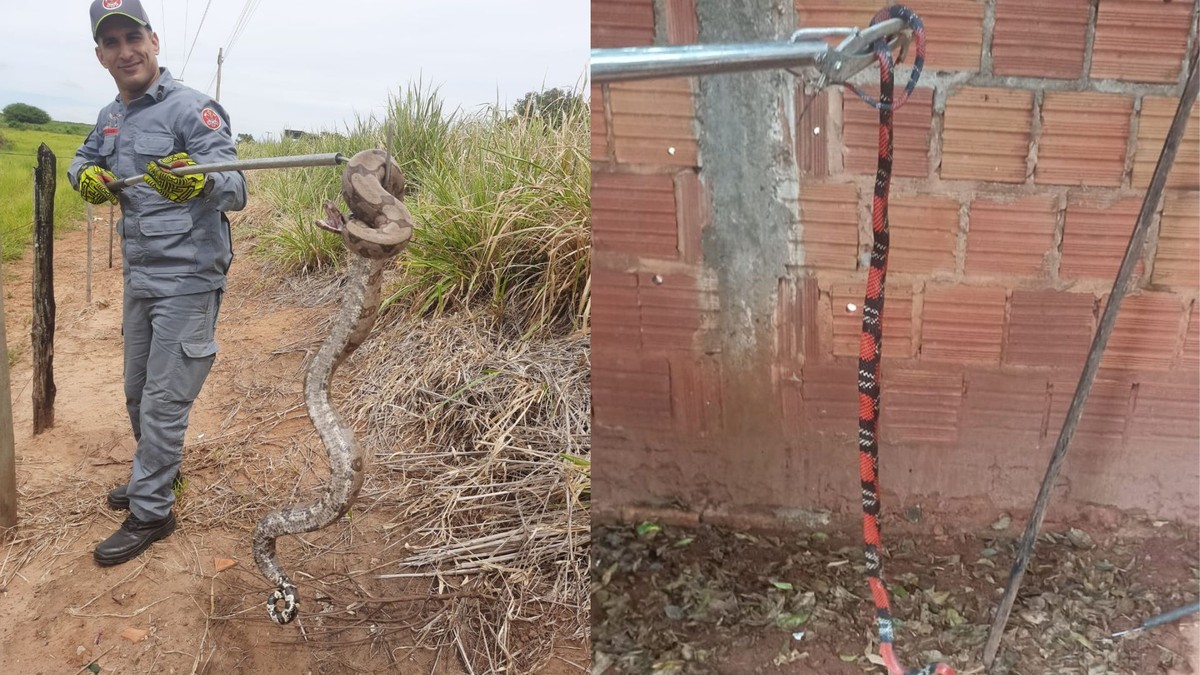 Bombeiros são chamados para capturar cobras em Tupã