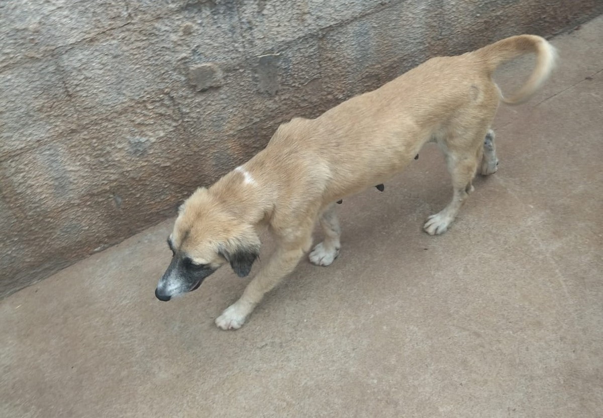 Homem é multado em R$ 6 mil por maus-tratos contra cachorros, em Teodoro Sampaio