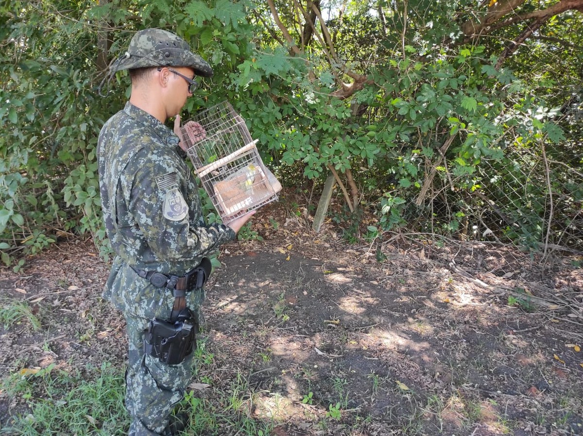 Moradora de Panorama leva multa de R$ 2 mil por manter em cativeiro quatro aves da fauna silvestre