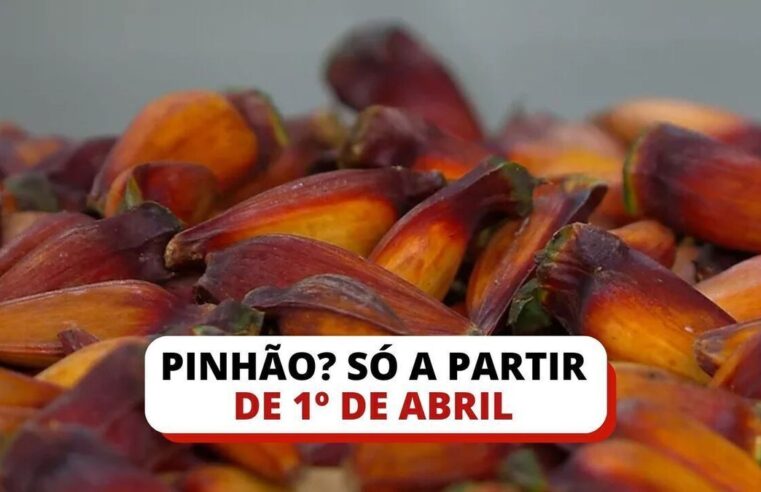 Ameaçado de extinção, pinhão não pode ser colhido ou vendido no RS antes de 1º de abril; entenda