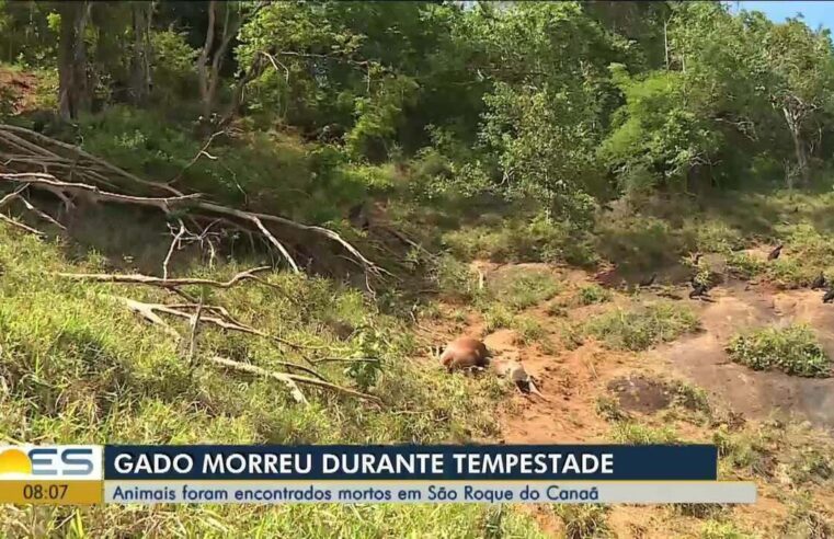 Bois e vacas morrem durante tempestade com mais de 84 mil raios no ES: Saiba por que isso acontece | Norte e Noroeste – ES