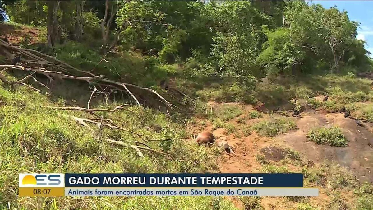 Bois e vacas morrem durante tempestade com mais de 84 mil raios no ES: Saiba por que isso acontece | Norte e Noroeste – ES