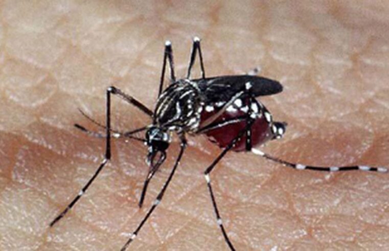 Brasil tem 391 mortes por dengue