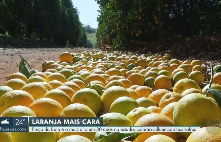 Calor e greening impactam safra da laranja e preço da fruta alcança maior patamar em 30 anos em São Paulo, aponta estudo da USP | Piracicaba e Região