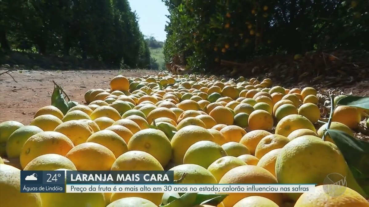 Calor e greening impactam safra da laranja e preço da fruta alcança maior patamar em 30 anos em São Paulo, aponta estudo da USP | Piracicaba e Região