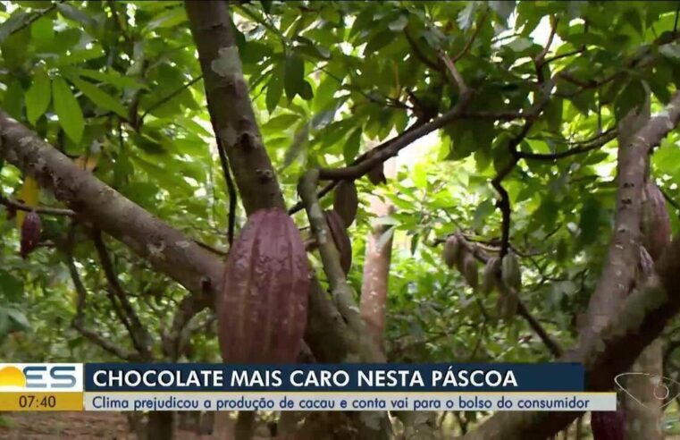 Clima prejudica produção de cacau e chocolates ficam mais caros nesta Páscoa | Norte e Noroeste – ES