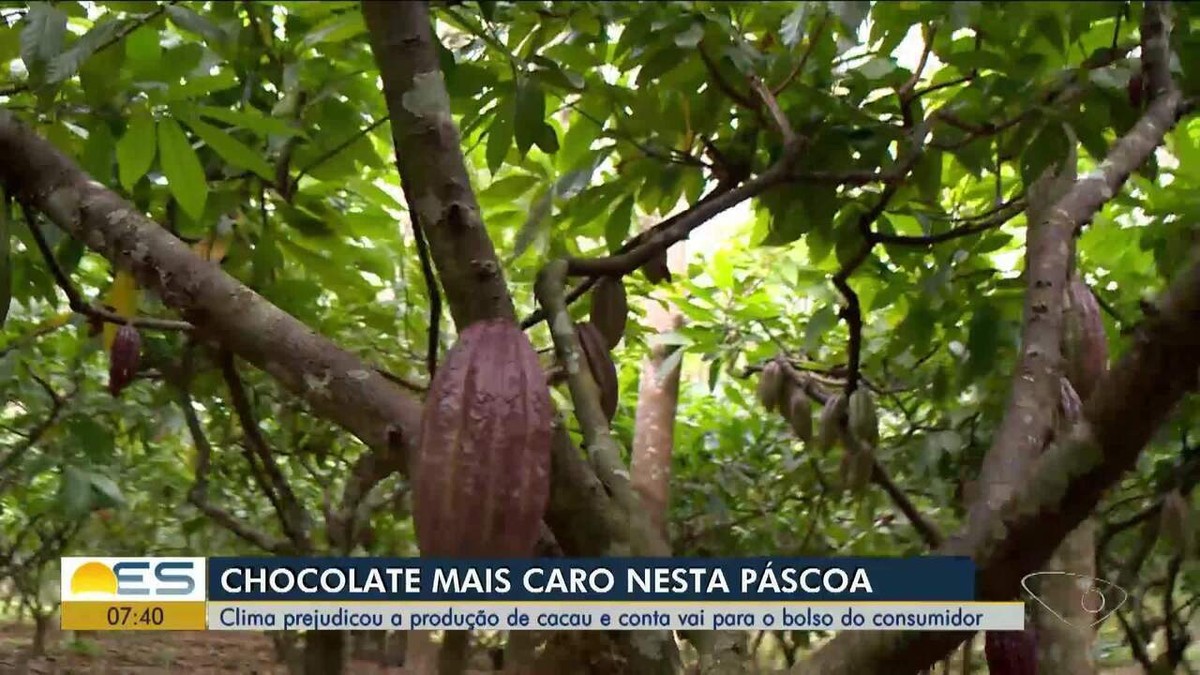 Clima prejudica produção de cacau e chocolates ficam mais caros nesta Páscoa | Norte e Noroeste – ES