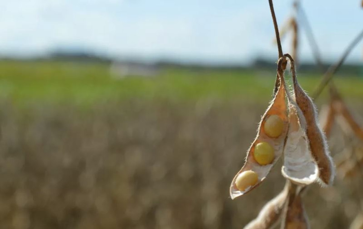 Com perdas que podem chegar a 40% na safra de soja, MS pede ajuda emergencial da União | Mato Grosso do Sul