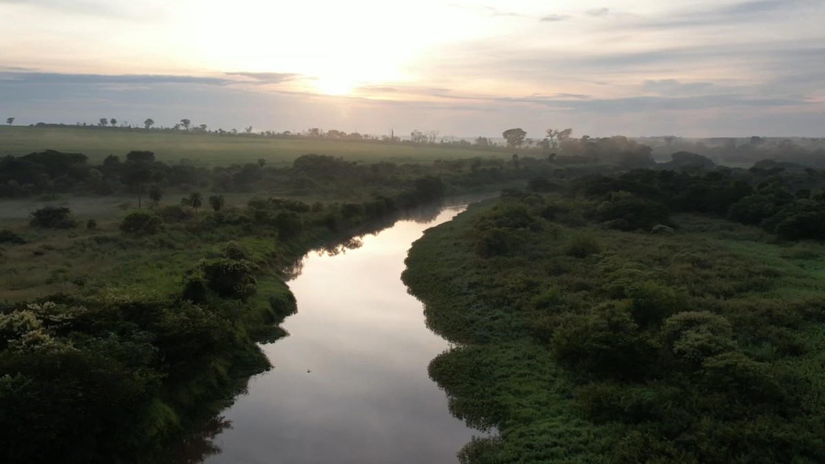 Dá para encontrar até jacaré em um dos rios mais preservados do estado | Nosso Campo