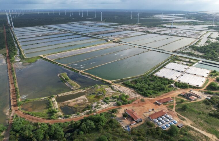 Entenda funcionamento das fazendas de camarão como a do RN onde peixe de 200 kg foi encontrado | Rio Grande do Norte