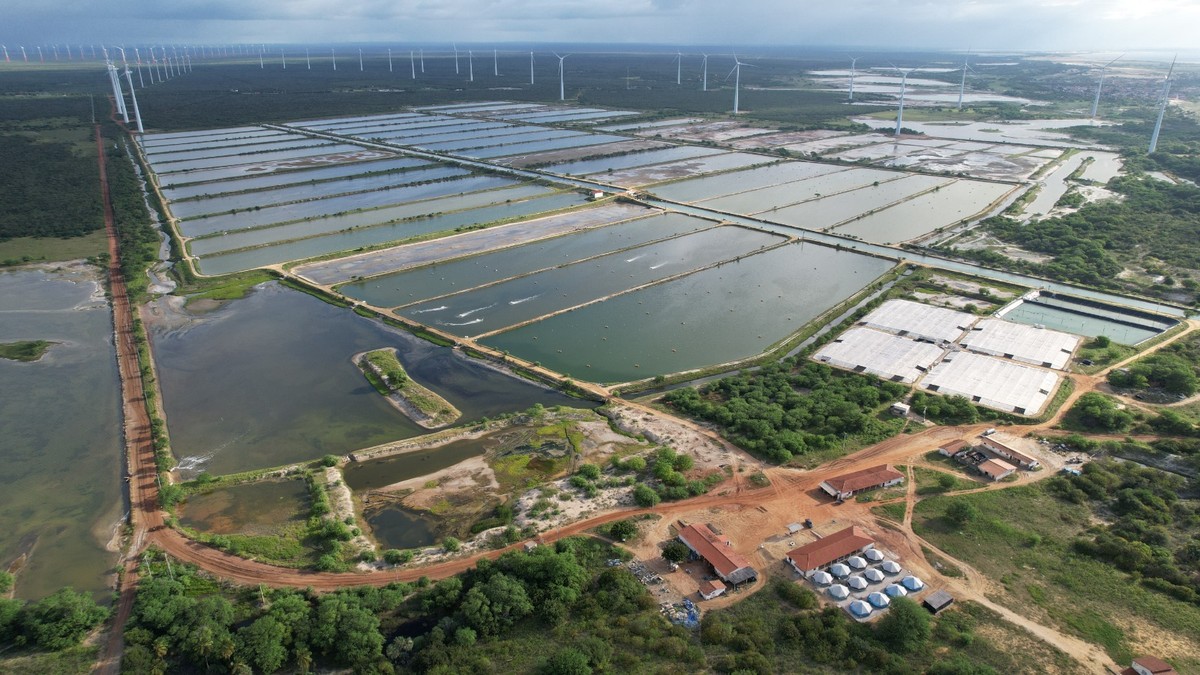 Entenda funcionamento das fazendas de camarão como a do RN onde peixe de 200 kg foi encontrado | Rio Grande do Norte