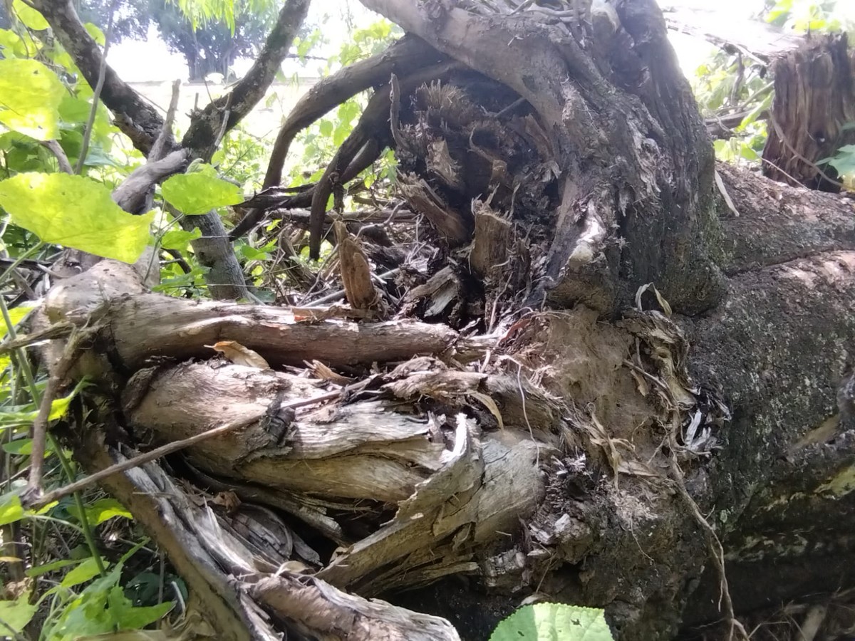 Fazendeira é multada em R$ 4,4 mil por destruir vegetação nativa, em Pacaembu | Presidente Prudente e Região