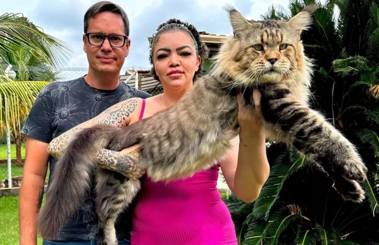 ‘Gigante gentil’: raça de gato brasileiro que tenta entrar para o Guinness Book como o maior do mundo é dócil e pode custar até R$ 12 mil | Bauru e Marília