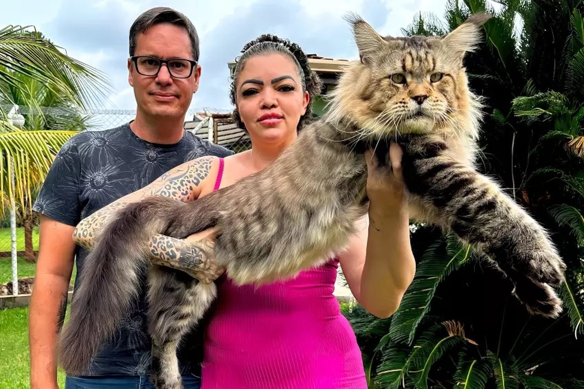 Tutores de gato brasileiro candidato a maior do mundo têm mais de 50 pets em casa e investem R$ 20 mil por mês: ‘Somos os inquilinos’ | Bauru e Marília