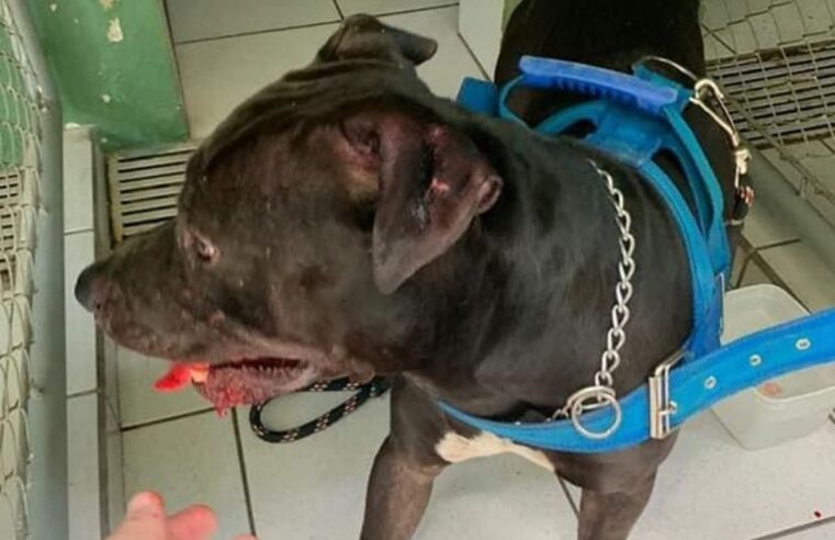 Idosa fica ferida após ser atacada pelo próprio pitbull no interior de SP | Bauru e Marília