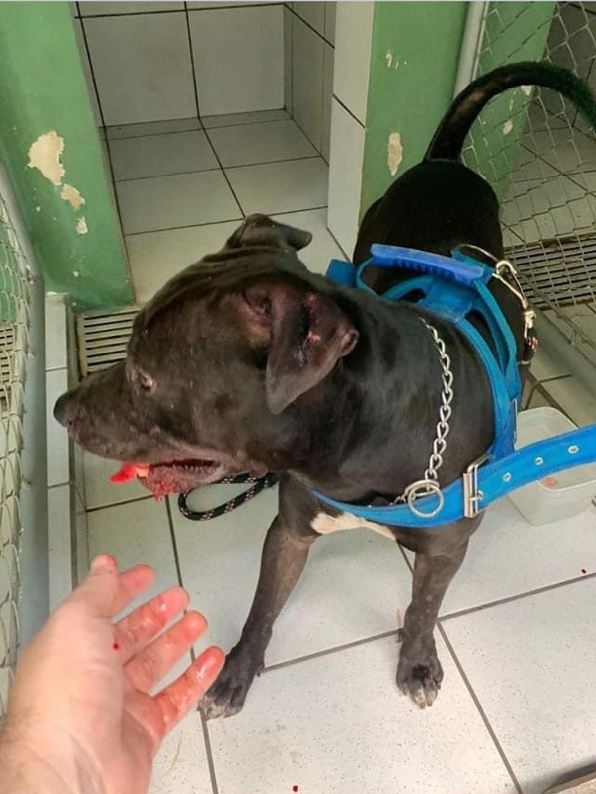 Idosa fica ferida após ser atacada pelo próprio pitbull no interior de SP | Bauru e Marília