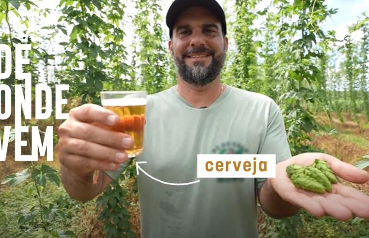 Lúpulo da cerveja é ‘parente’ da cannabis e depende de luz artificial ao anoitecer no Brasil; g1 mostra como bebida é feita | Agro de gente pra gente