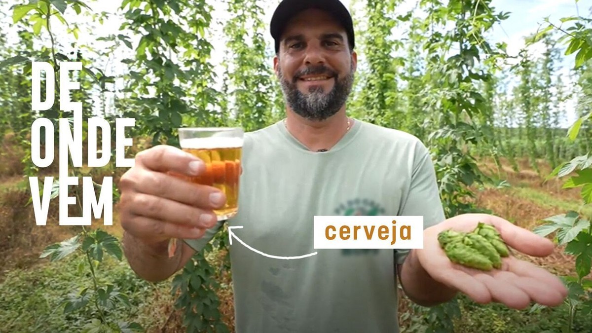 Lúpulo da cerveja é ‘parente’ da cannabis e depende de luz artificial ao anoitecer no Brasil; g1 mostra como bebida é feita | Agro de gente pra gente