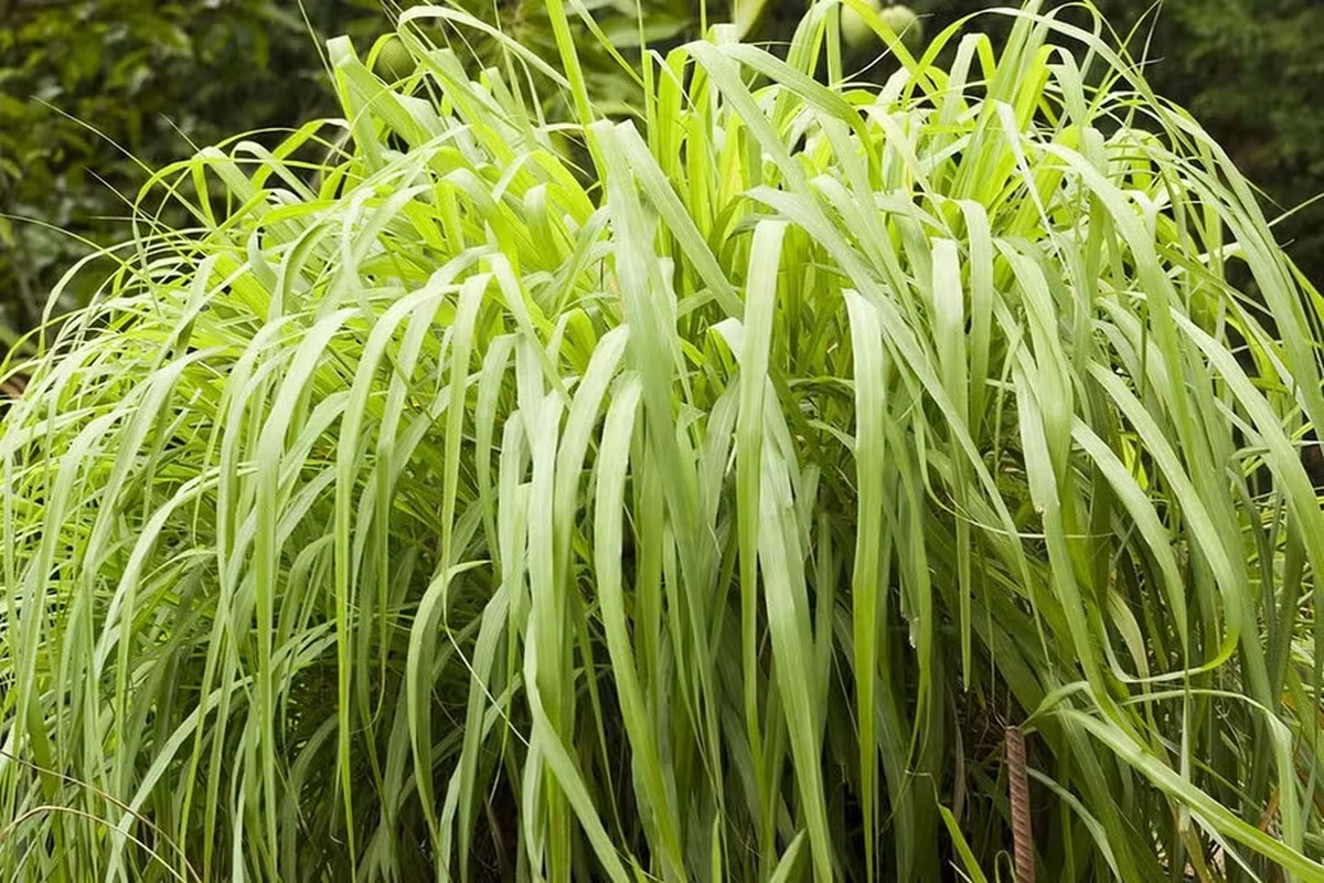 Plantas podem ser usadas como repelentes naturais do Aedes aegypti e auxiliar no combate à dengue; veja como | Bauru e Marília