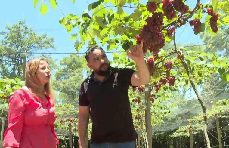 Produção de uva na cidade das praias: Fruta se adapta ao clima quente e desenvolve turismo de experiência em Guarapari | Agronegócios no Espírito Santo