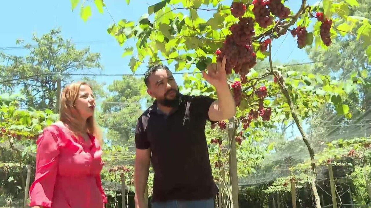 Produção de uva na cidade das praias: Fruta se adapta ao clima quente e desenvolve turismo de experiência em Guarapari | Agronegócios no Espírito Santo