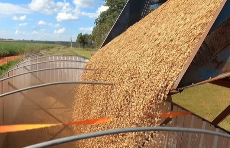 Produtividade despenca nas lavouras de amendoim | Nosso Campo