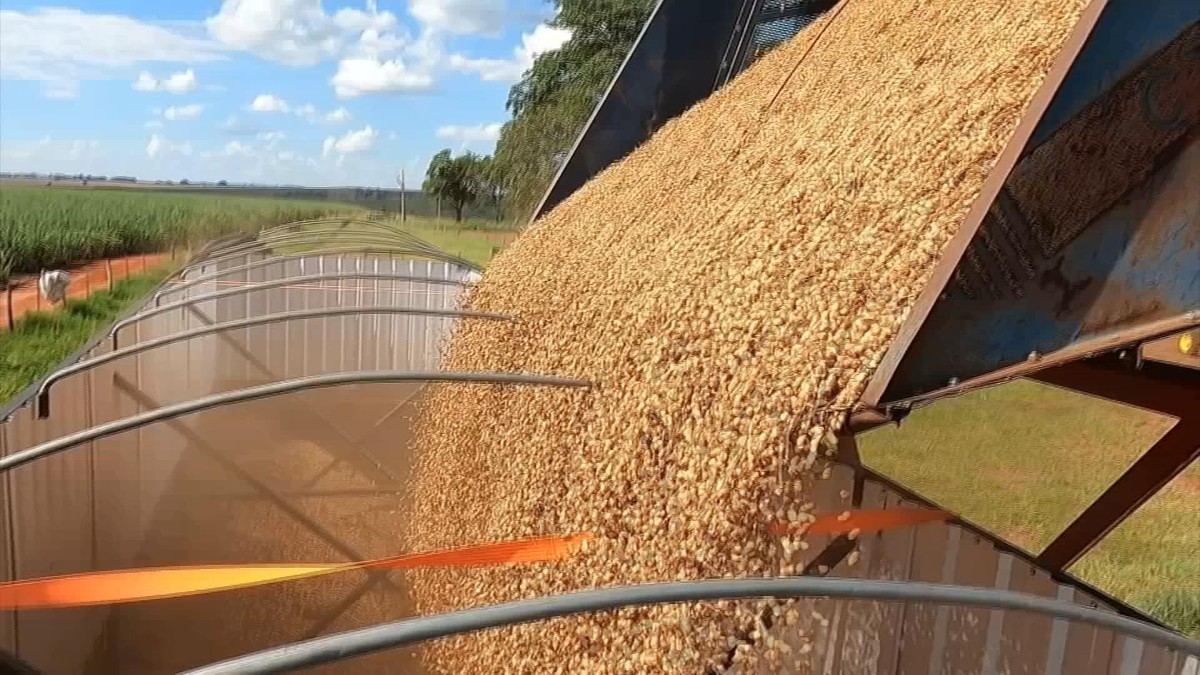 Produtividade despenca nas lavouras de amendoim | Nosso Campo