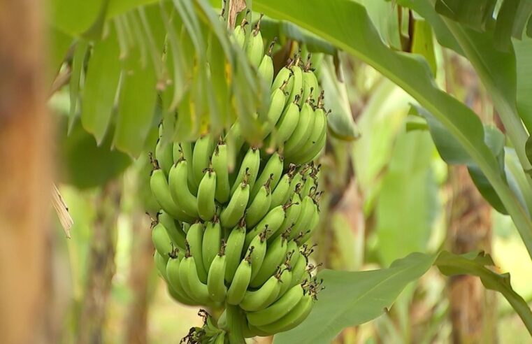 Produtores de banana estão otimistas com colheita | Nosso Campo