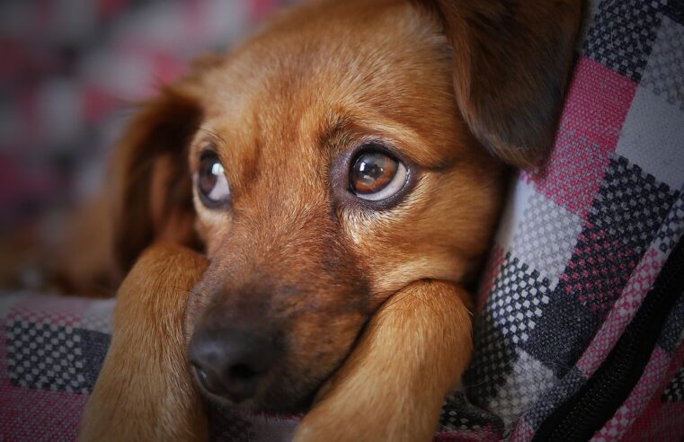 Se estou triste meu pet também fica? Especialistas explicam como as emoções humanas afetam os animais e vice-versa | Tem mais pet